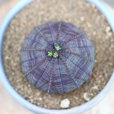 ユーフォルビア  オベサ♀／Euphorbia obesa    no.40382