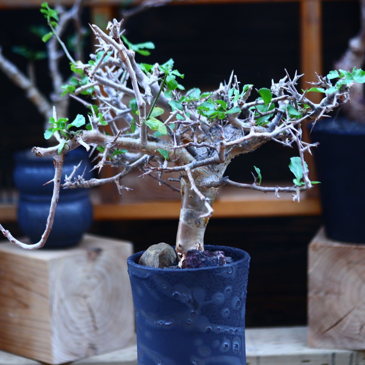 コミフォラ ワイティ／Commiphora wightii no.82909 | 芽の巣山