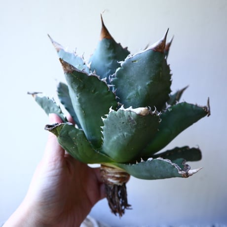 アガベ   チタノタ 　 Agave  titanota   no.111025