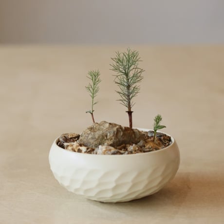 Eriospermum dregei × N/OH (4.5号)  no.322/54