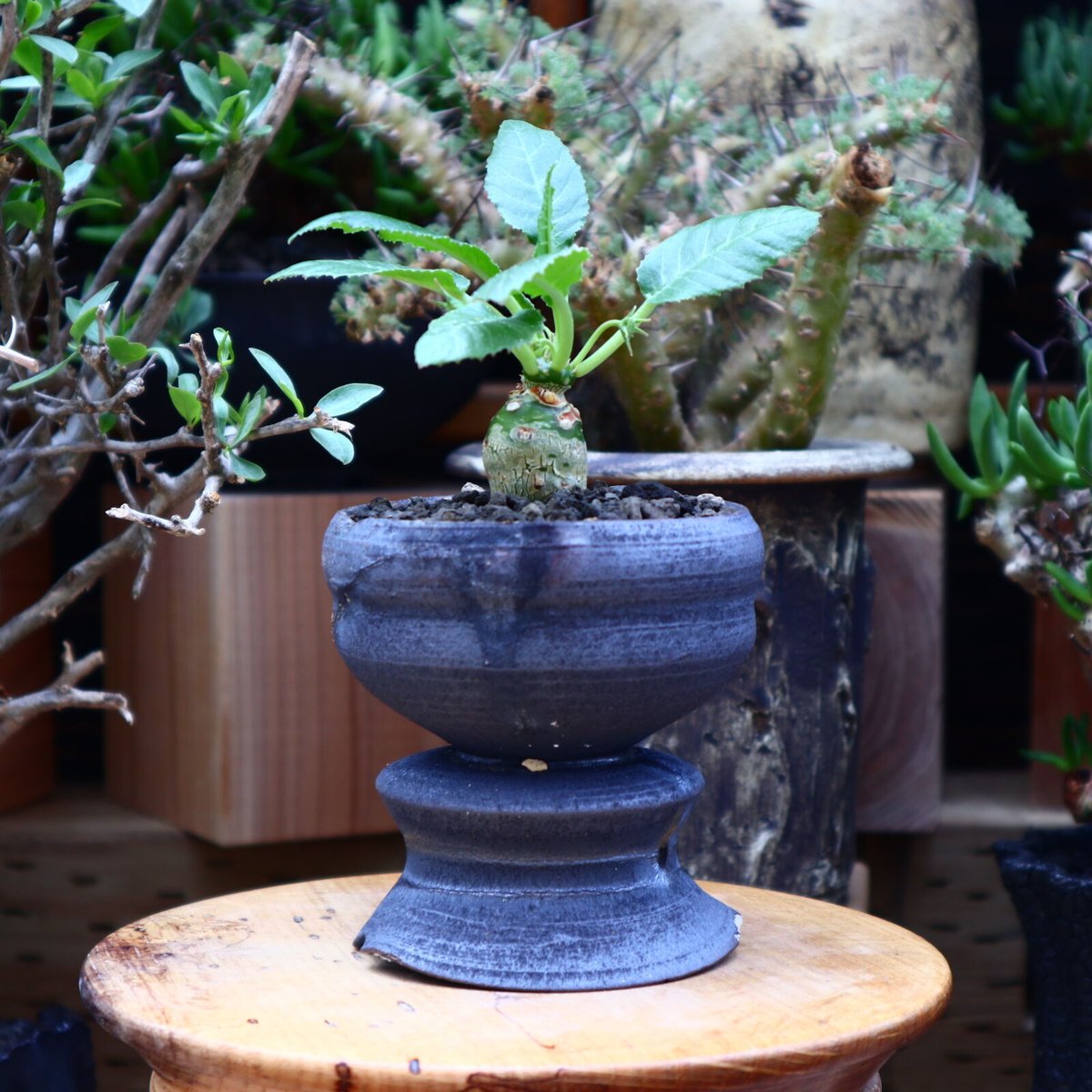 ドルステニア フォエチダ／Dorstenia foetida no.60630 | 芽の巣山