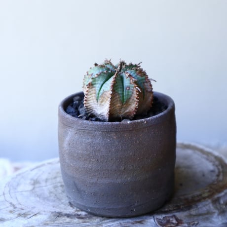 ユーフォルビア  バリダ  hyb   Euphorbia valida  hyb   no.60203