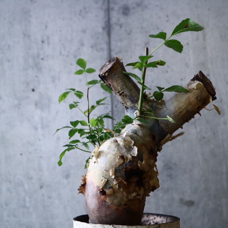 shsat4 コミフォラ・カタフ コミフォラ カタフ | mana's farm:塊根植物