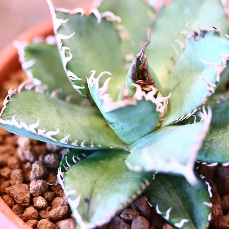 【9/9入荷未発根未活着ベアルート植込み】 Agave titanota "Filigree crested   no.91758