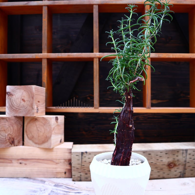 メストクレマ ツベローサム Mestoklema tuberosum no.6