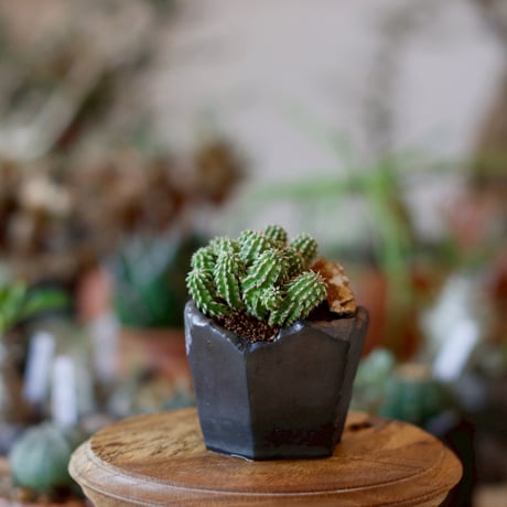 Euphorbia sepultap × N/OH (2.5号)  no.1101/30