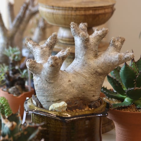 Pachypodium densiforum × Masato Akutsu   no.119-10