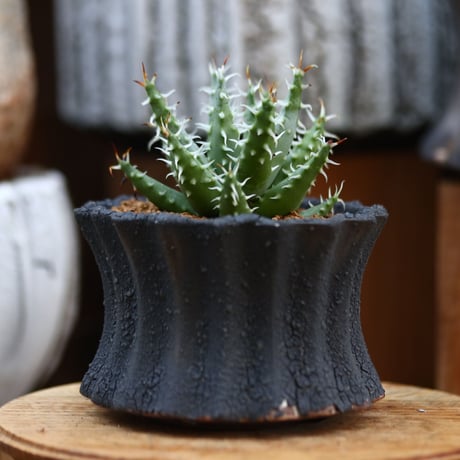アロエ エリナケア / Aloe melanacantha ssp. var. erinacea  no.31904