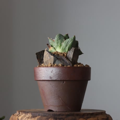 Agave titanota filigree Devil / STYLE OF CHIKA × YAMABACHI var. 六本芽 no.61621
