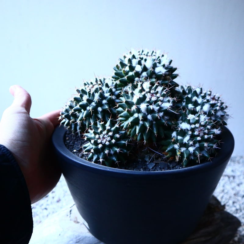 マミラリア ブカレンシス Mammillaria bucareliensis no.12152