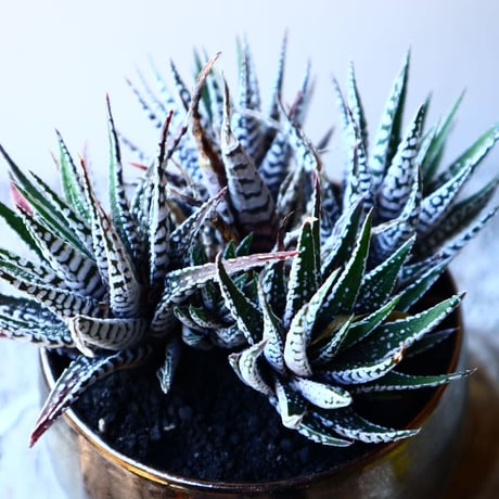 ハオルチア   十二の巻　Haworthia fasciata     no.11918