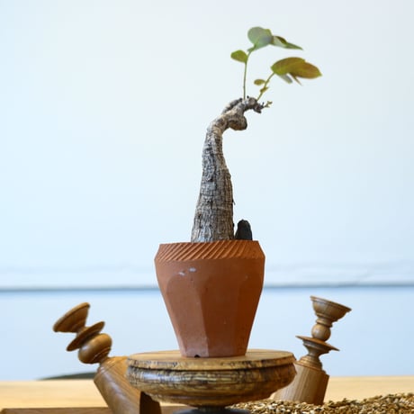 フィランサス  ミラビリス / Phyllanthus mirabilis  no.73047