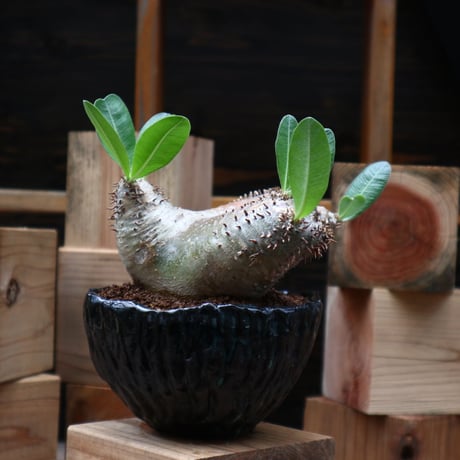 パキポディウム デンシフローラム ／Pachypodium densiforum    no.90457
