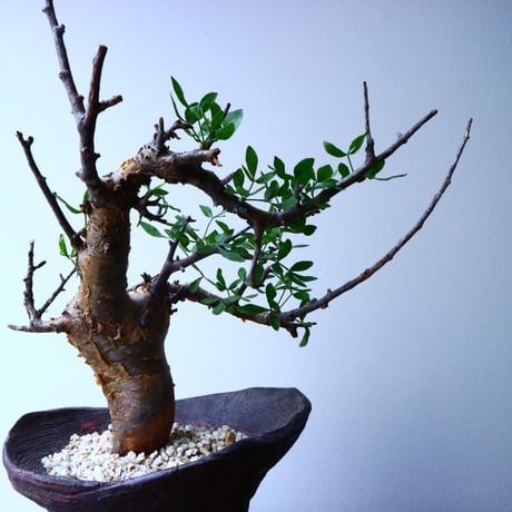 コミフォラ フォリアセア  Commiphora foliacea   No.050