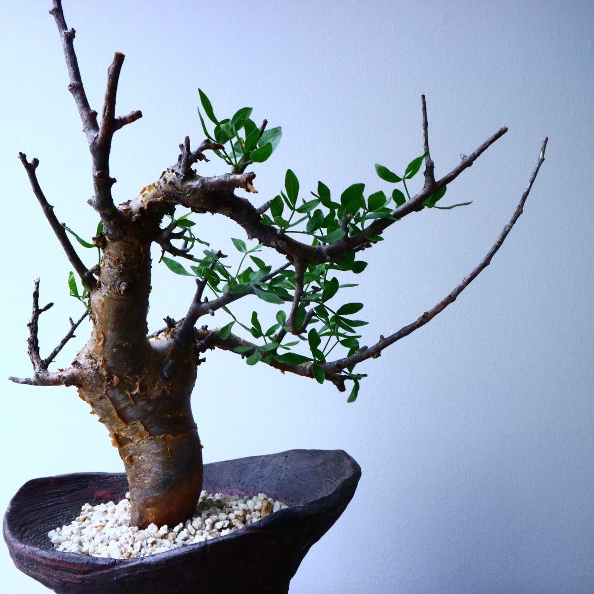 コミフォラ フォリアセア Commiphora foliacea No.050 | 芽の巣山