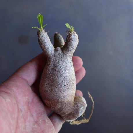 パキポディウム グラキリス 抜苗  Pachypodium rosulatum var. gracilius no.100627