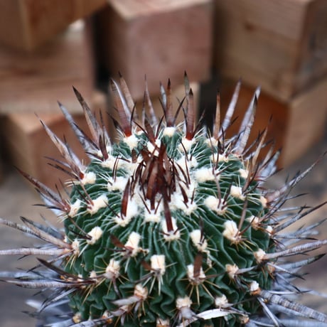 エキノフォスロカクタス 縮玉／Echinofossulocactus zacatecasensis   no.91812
