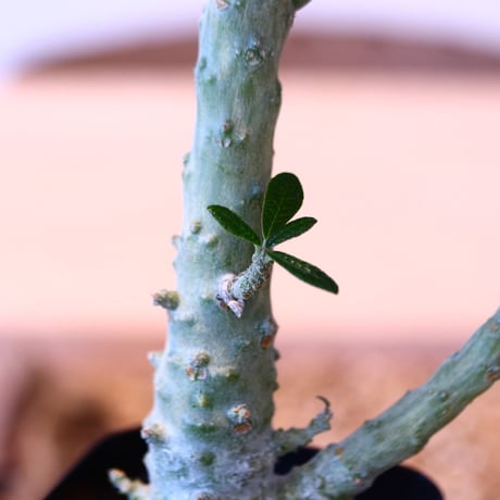ドルステニア  ギガス / Dorstenia gigas  no.51415