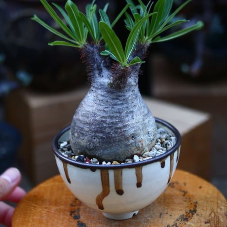パキポディウム  グラキリス／Pachypodium  gracilius       no.92642