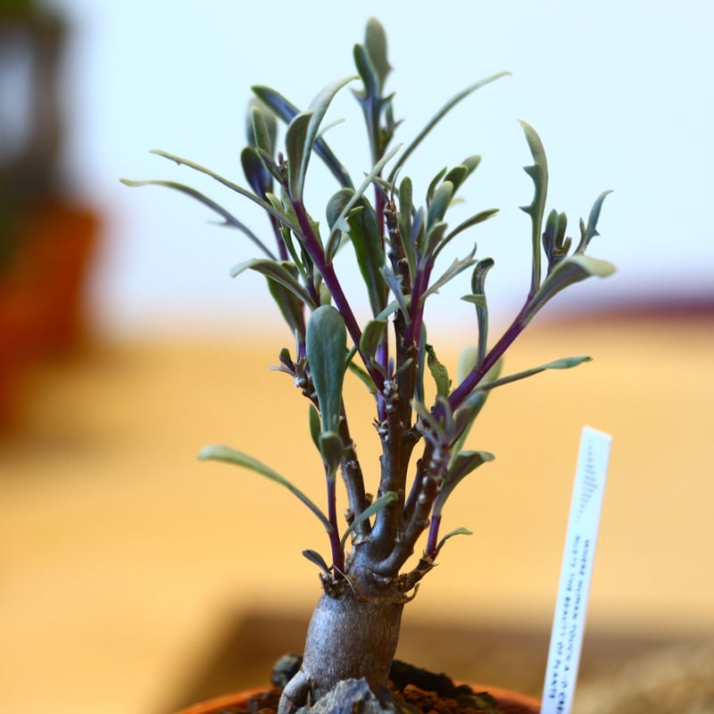 【現品】ぶつぶつノーネーム　検索) 麻花　冰雹 翠銅鉱 503(キャビネット) ツメブ鉱山 - 鉱物標本・隕石標本販売