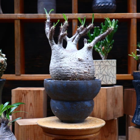 パキポディウム  グラキリス／Pachypodium  gracilius     no.61903