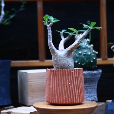 パキポディウム  マカイエンセ／Pachypodium Makayense     no.100331