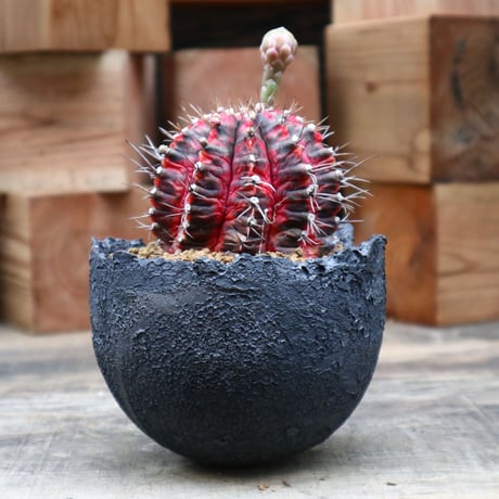 ギムノカリキウム  緋牡丹錦(自根)／Gymnocalycium friedrichii f. variegata   no.91835