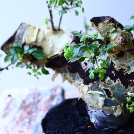 コミフォラ  カタフ v.ターカネンシス    Commiphora kataf ver.turkanensis   no.90641