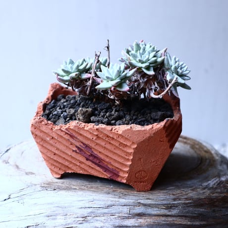 ダドレア グリーニー Dudleya greenei  no.12622