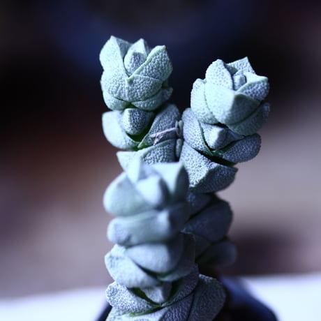 クラッスラ  デセプター稚児姿  Crassula  deceptor    no.71949