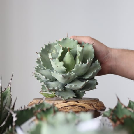 Agave Isthmensis / Style of Chika　no.42185