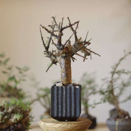 Commiphora foliacea  × soso(3号)  no.1123/8