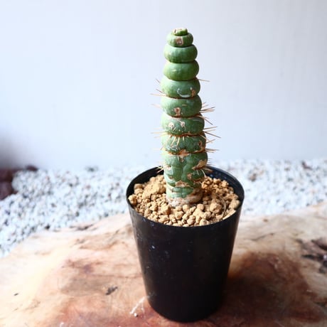 ユーリキニア   カスタネア   スピラリ    Eulychnia castanea f. 'spiralis'  no.111104