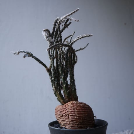 プテロカクタス ツベローサス   黒竜     Pterocactus tuberosus   no.122215