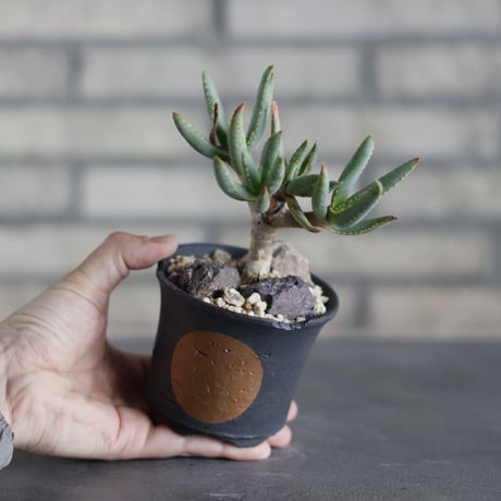 Aloe ramosissima × N/OH (3号)  no.524/22