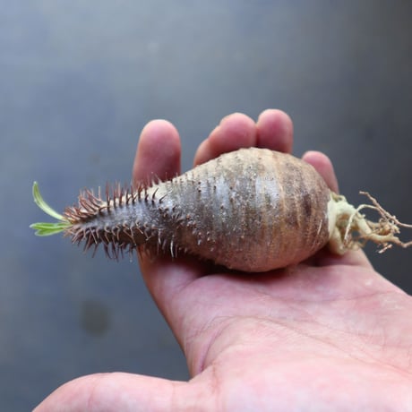 パキポディウム グラキリス 抜苗  Pachypodium rosulatum var. gracilius no.100611