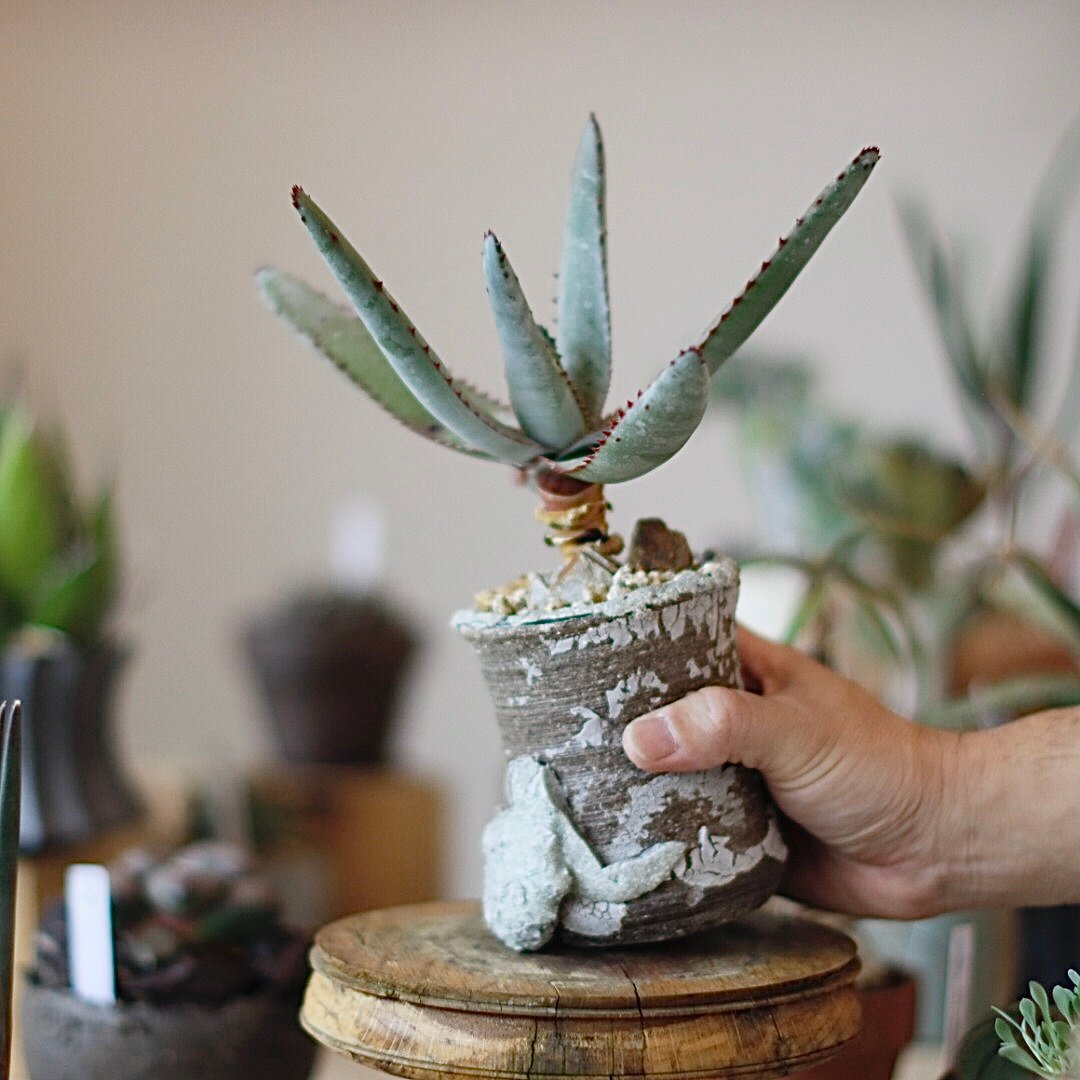 Aloe pachydactylos × Yuuya Morikawa (2.5号) no.
