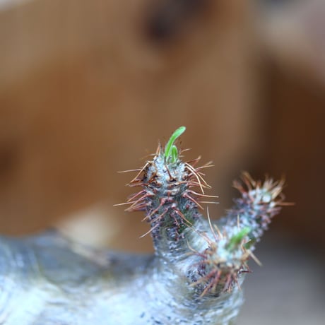 パキポディウム  グラキリス／Pachypodium  gracilius    no.30635