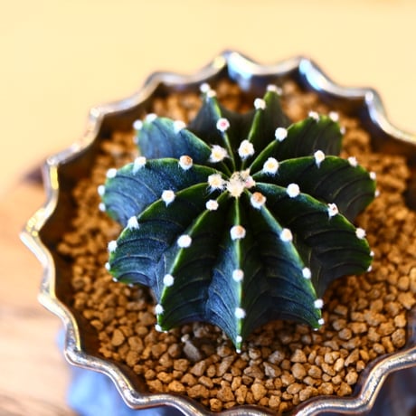 ギムノカリキウム フィードリッフィーLB2178 / Gymnocalycium friedrichii    no.80601
