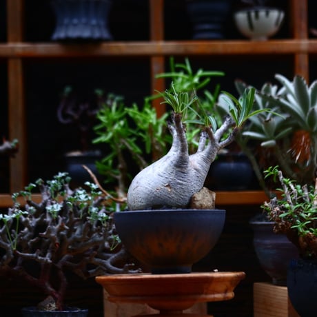 パキポディウム  グラキリス／Pachypodium  gracilius       no.91907