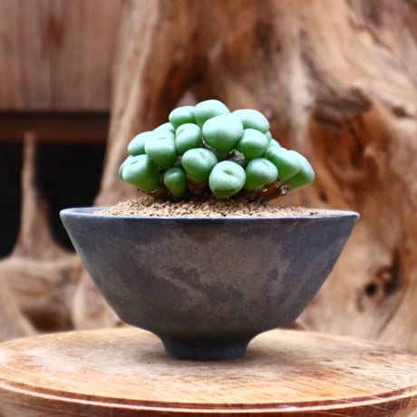 コノフィツム ペアルソニー / Conophytum  pearusoni  no.31225