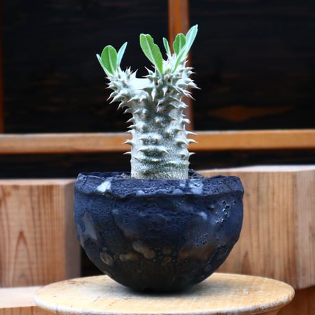 パキポディウム  sp／Pachypodium  sp     no.61941
