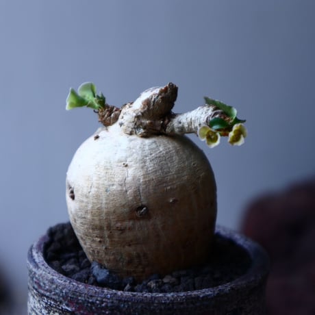 ユーフォルビア  スバポダ  Euphorbia subapoda   no.62317