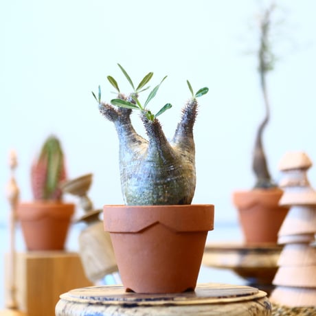 YAMABACHI × Pachypodium  gracilius   no.91013