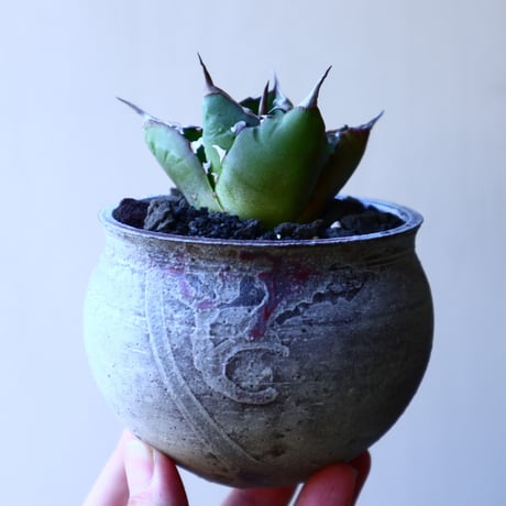 アガベ チタノタ     Agave titanota    no.32215