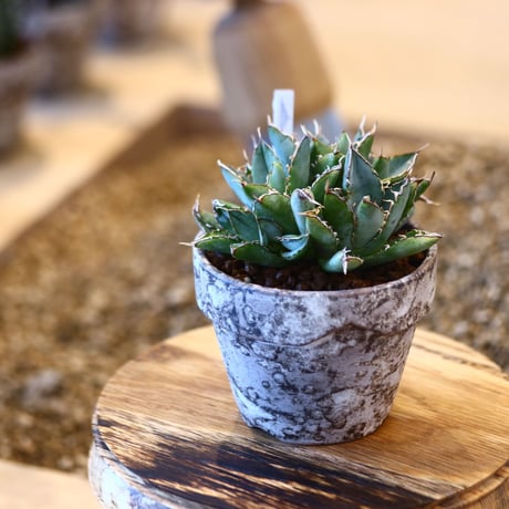 YAMABACHI ver. takero pot × Agave titanota "Filigree crested  no.102236