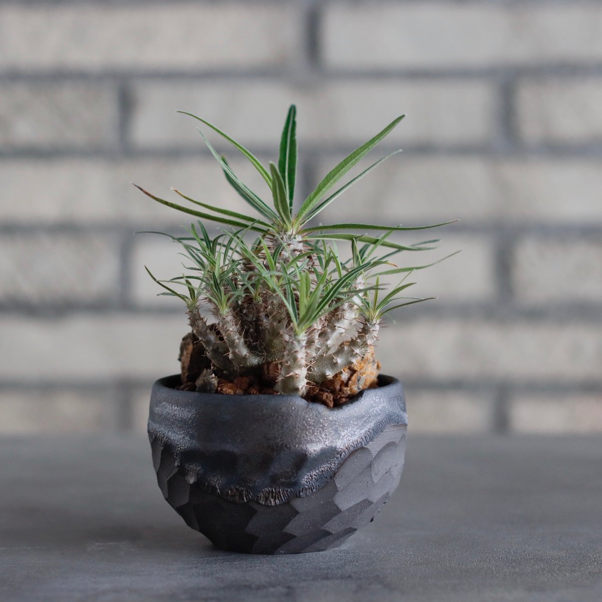 yasuo noto　パキポーズ　グラキリス yasuo noto パキポーズ グラキリス yasuo noto パキポーズ