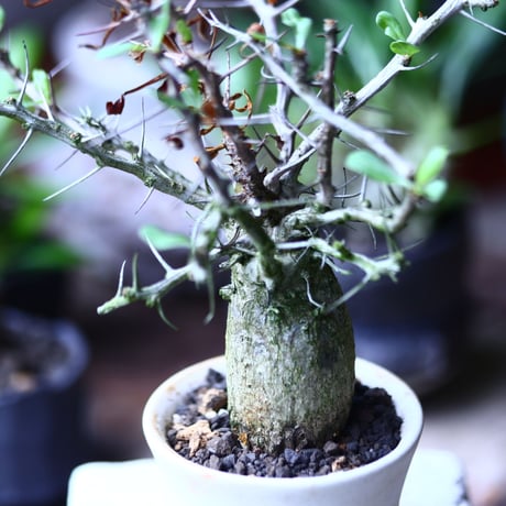 フォークイエリア  コルムナリス  観峰玉 Fouquieria columnari   no.71914
