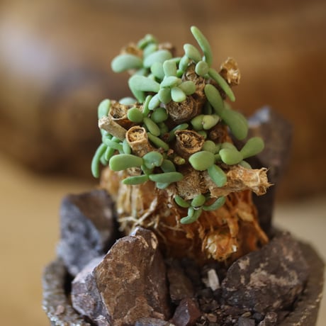Ceraria pygmaea × たけろうポット   no.117-19