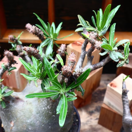パキポディウム  グラキリス／Pachypodium  gracilius       no.71036